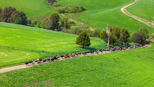 Historic dairy and cheese factory in West Gippsland awaits its next chapter