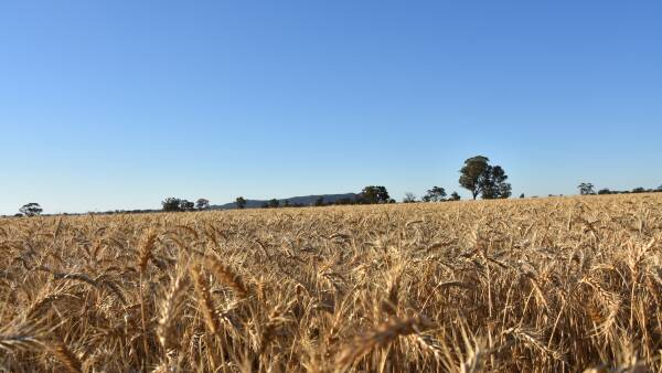 Grain price gains stagnate in spite of no respite on fuel, fert crisis