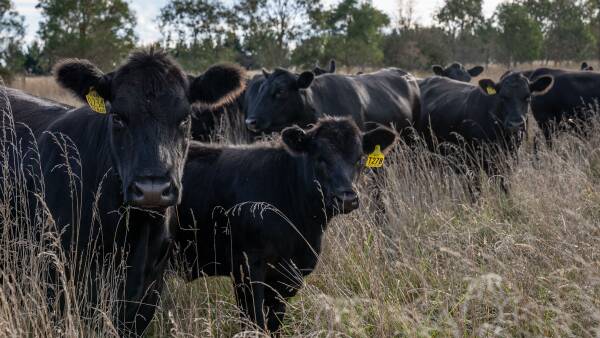 Record production, new barriers: Aussie beef's paradoxical growth problem