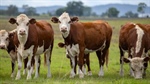 Clarence Valley's Southpark delivers well-developed country for 300 cows
