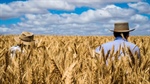 Geopolitics, weather and policy: the key drivers of grain volatility now