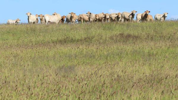 Grassed up, impressively developed 5016 acre property for 800 cattle