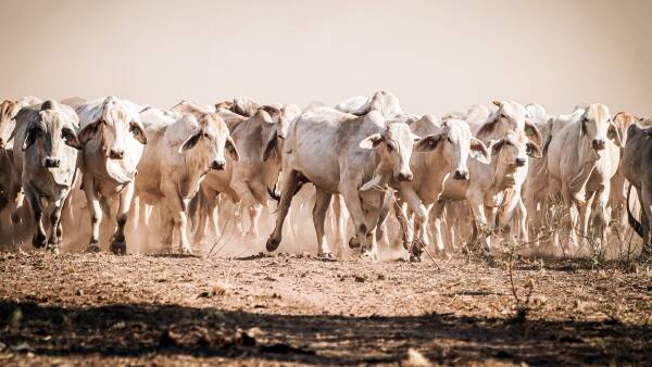 New NT livestock funding to tackle cattle duffing, biosecurity fears