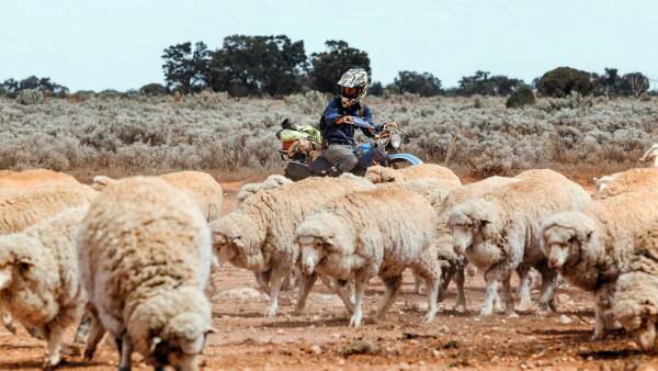 The secrets to farming Australia's driest sheep country revealed