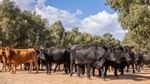 What's next for prices: cattle slaughter numbers approach record highs