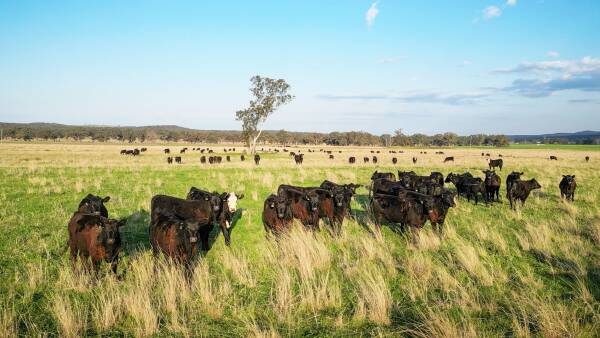 Dunedoo station splits in half as homestead block sells for $4.53m