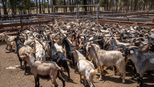 US boom carries Australian goatmeat exports as key Asian markets pull back