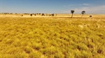 Productive Lorne Station offered with exceptional grass and water | Video