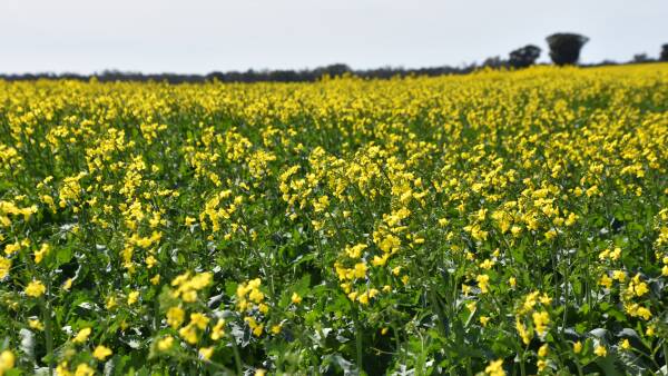 Wheat crop plant drops 20.4pc as dry hurts NSW, Qld, despite recent rain