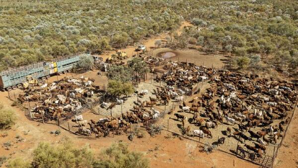 Major property capable of running up to 15,000 cattle on the market | Video