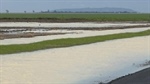 Why this year's El Nino does not automatically spell disaster for farmers