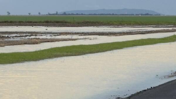 Why this year's El Nino does not automatically spell disaster for farmers