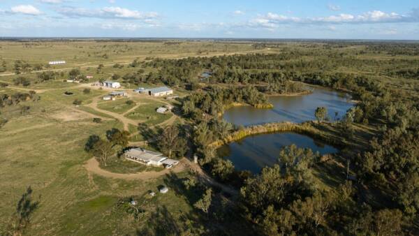Womboin quality breeding, fattening for both cattle and sheep | Video