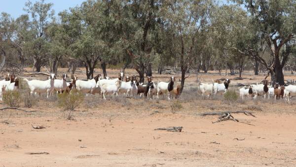 How China's growing appetite for goatmeat is helping Australian exports