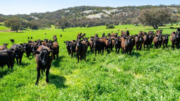 Fertile country, water security, reliable rainfall at Brae Springs | Video