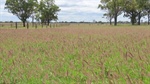 Highly productive 1802 acre Western Downs cattle property heads to auction