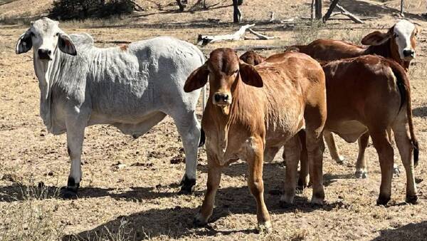 Thirlestone offered with 800 quality Brahman breeders in tick free country