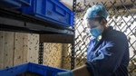 Funding crisis: celebrated maggot-tech company in voluntary administration