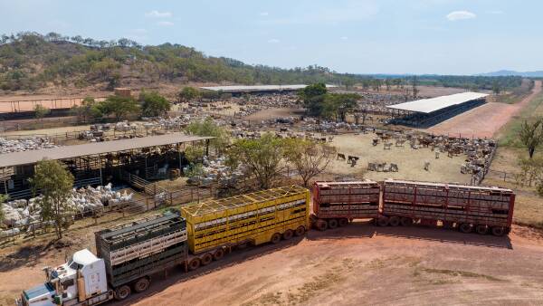 Why Australia's live cattle trade is more reliant on Indonesia than ever