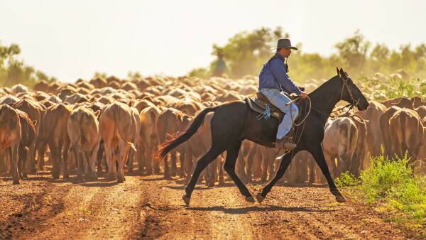 AACo's cost-benefit reality check on methane-busting stockfeed additives