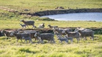 Market shake-up: the forces driving the great global lamb price rebalance