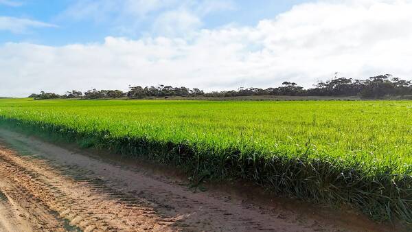 EP cropping block and Mid North mixed farm hit SA spring sales market