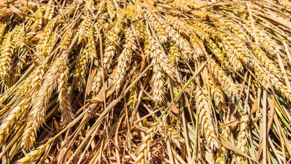 Aussie grain prices diverge from falling global markets as war premium fades