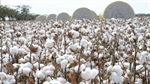 Cotton debt doubles, crop shrinks but growers prove financially savvy says ANZ