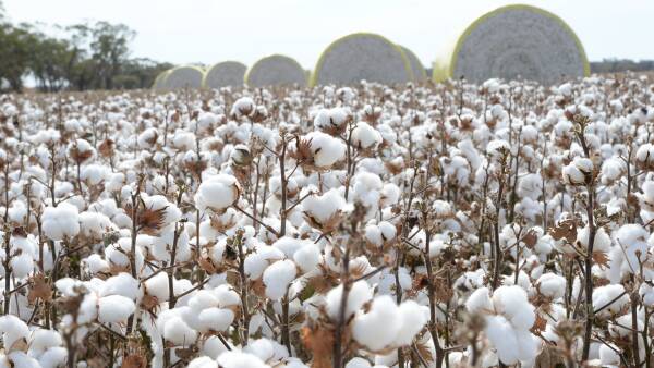 Cotton debt doubles, crop shrinks but growers prove financially savvy says ANZ