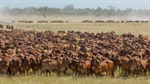 Why safeguard quotas are taking the heat out of the domestic cattle market