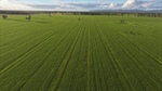 Proven south western cultivation country planted entirely with wheat