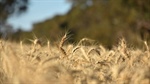 Grain advocacy shake-up as two state groups formalise ties with GrainGrowers
