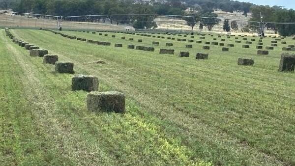 Exceptionally well developed irrigated fodder factory on market | Video
