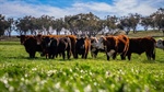 Burnley Aggregation a proven pasture and weight-gain performer | Video