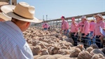 Global lamb market update: how Australia's competitive landscape is shifting