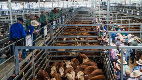 New data shows how Korea and China tariffs are shaping who buys Aussie beef