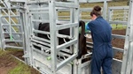 How to produce better calves and females without buying a $100,000 bull