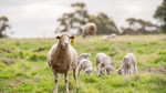 Peak sheep industry body acknowledges 'issues' in taxpayer-funded report