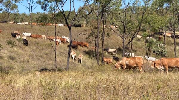 Offers sought on quality cattle country for 2460 breeders plus followers
