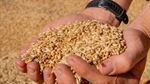 Market lessons: what your grain contract's tolerance clause really means