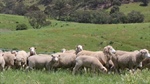 Size doesn't matter: bigger farms don't guarantee more profit or productivity