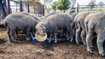 Want to finish lambs no matter the season? It's time for an on-farm feedlot