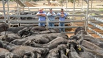 Cattle market: southern rain shifts buyer demand, yardings rise in the north
