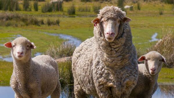 Minister's 'harebrained' super plan to invest in US farm supply chain hits wall