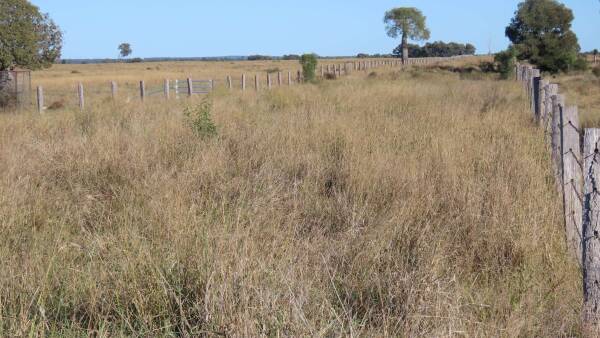 Rising cattle market delivers outstanding Western Downs property result